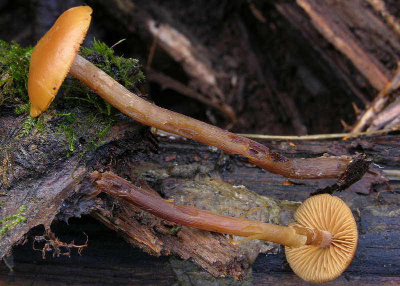 Galerina da determinare n18